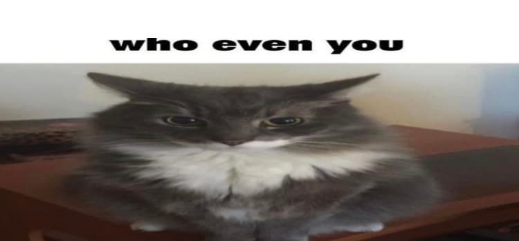 Cats playing with a computer